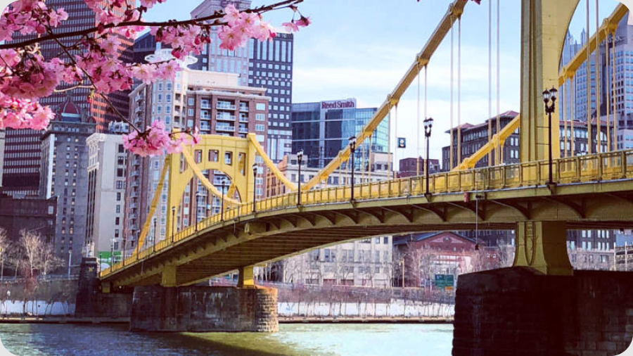 The Rachel Carson Bridge in Pittsburgh with cherry blossoms in bloom